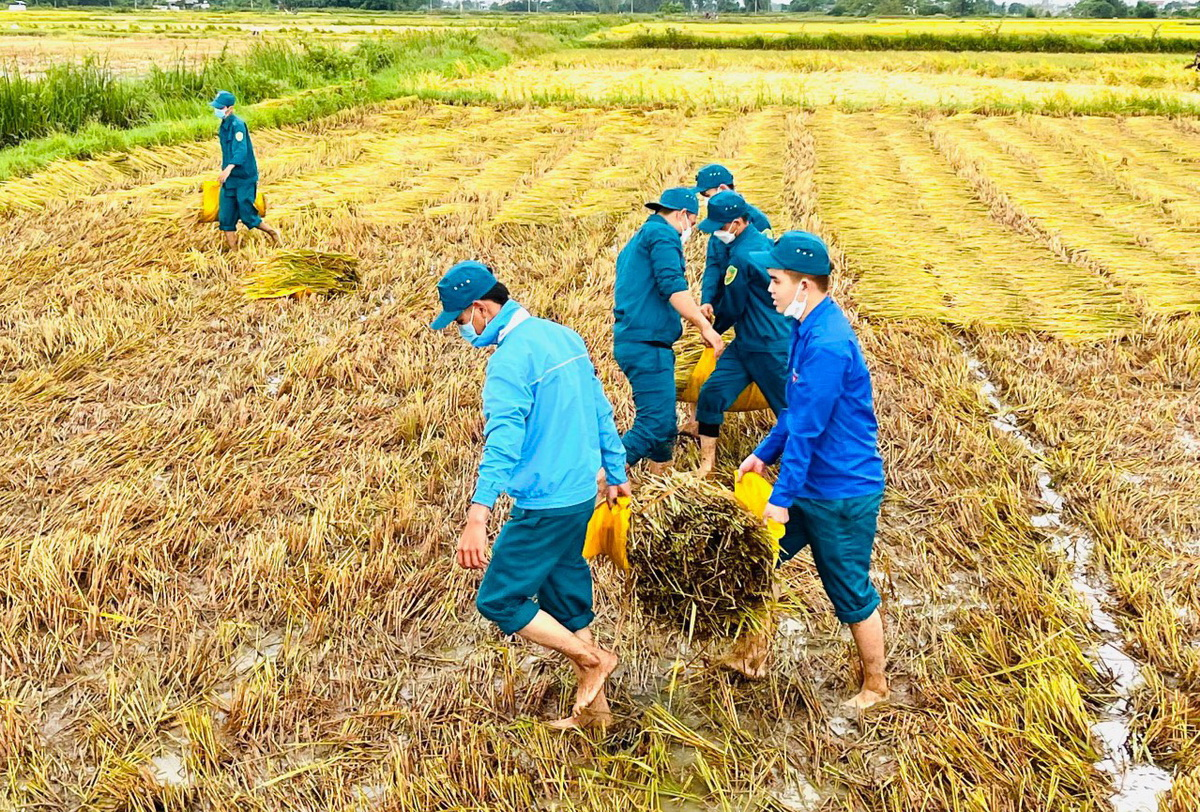 Bình Định: Khẩn trương thu hoạch hơn 20 nghìn héc ta lúa Đông - Xuân tránh mưa lớn (05/4/2022)